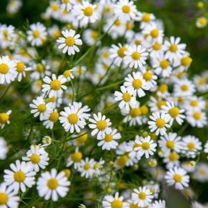 Plants Flowers Calloway S Nursery Cornelius