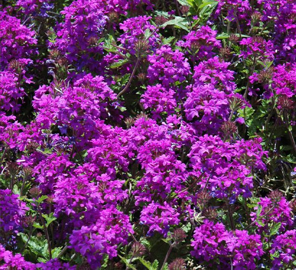 Perennial Verbena