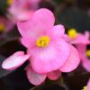 Pink Bronze Leaf Begonia