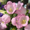 Pink Campanula Blooms close up