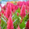 Celosia