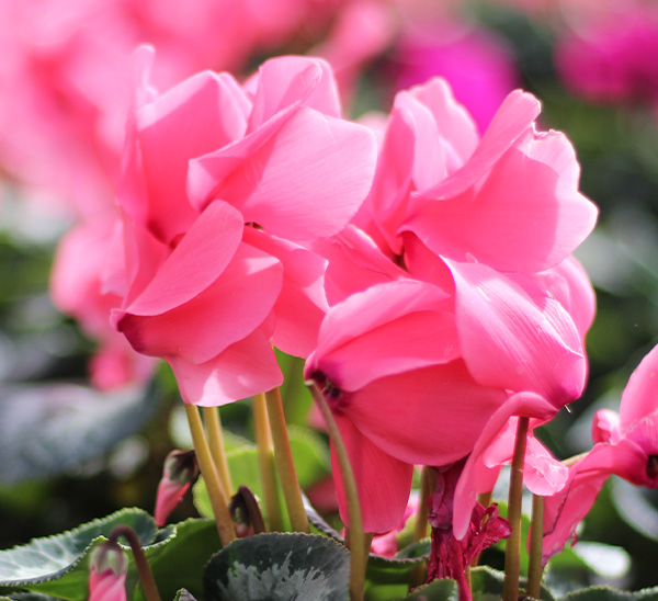 Cyclamen