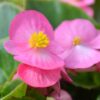 pink greenleaf begonia