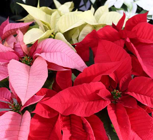 Link to Poinsettias  product page