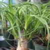 ponytail palm