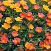 Purslane (Portulaca Oleracea) Flower Plant | Calloway's Nursery