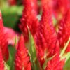 Celosia