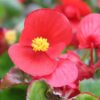 red greenleaf begonia