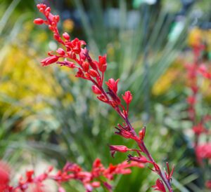 Red Yucca Flower Plant | Calloway's Nursery
