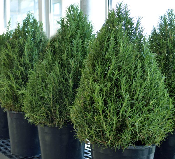 rosemary-cones-small-in- window