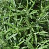 rosemary cones600-2