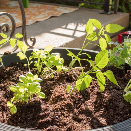 vegetable garden