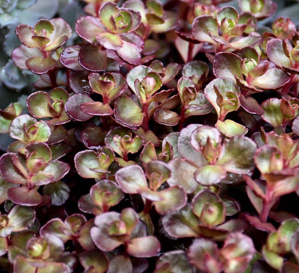 sedum voodoo