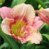 Daylily