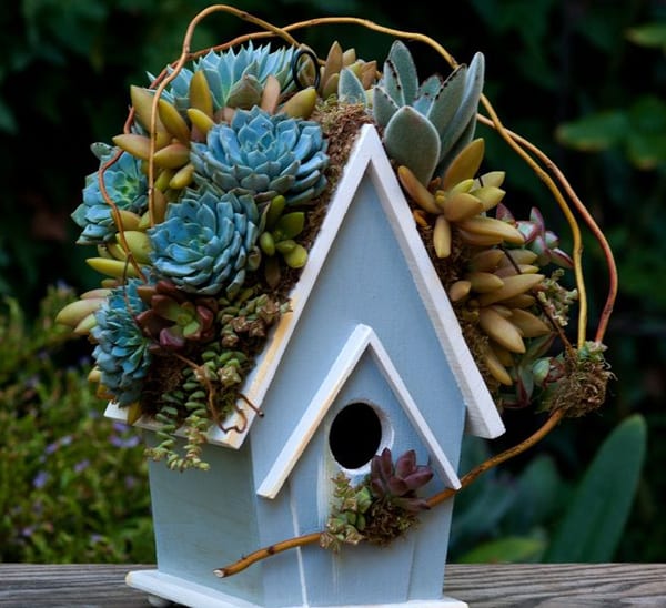 succulent bird houses blog image 012518