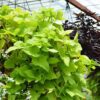 Sweet Potato Vine Hanging Basket