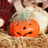 tillandsia halloween pumpkin on top of straw bale