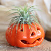 tillandsia halloween pumpkin