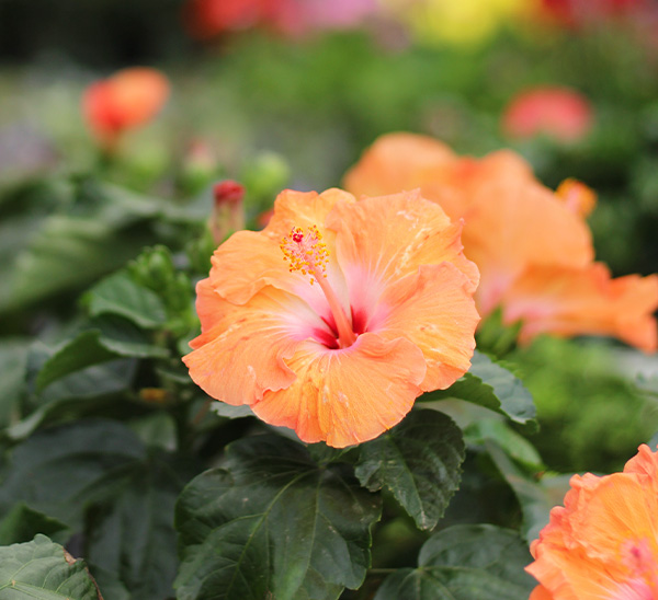 Link to Tropical Hibiscus  product page