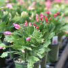 Christmas Cactus