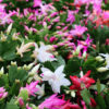 Christmas Cactus