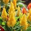 Celosia