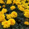 Marigolds