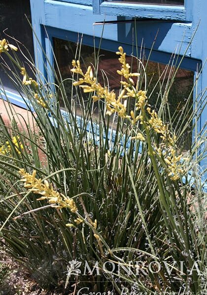 Yellow Yucca Flower Plant | Calloway's Nursery