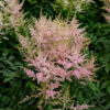 Astilbe