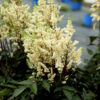 Astilbe