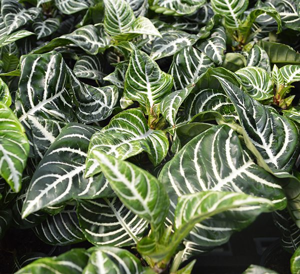 Zebra Plant | Aphelandra Squarrosa | Calloway’s Nursery